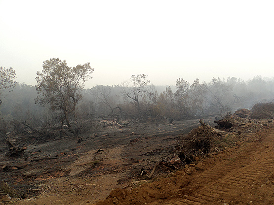 Feu de forêt à la Réunion