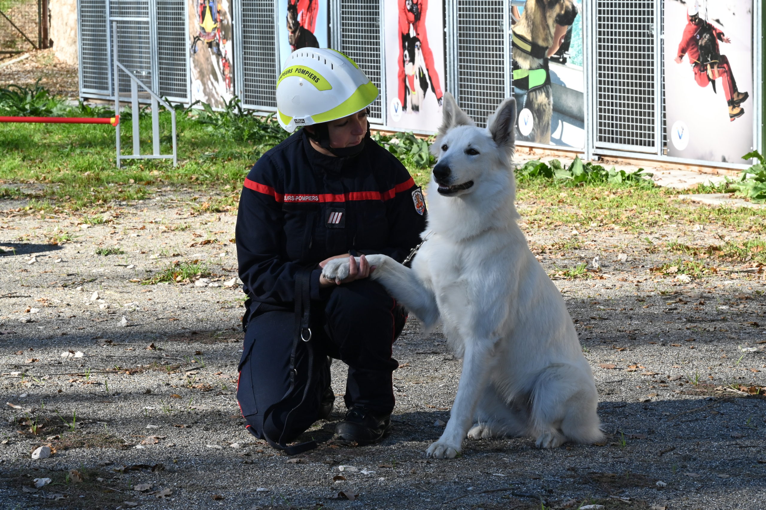Le chien « sapeur-pompier »